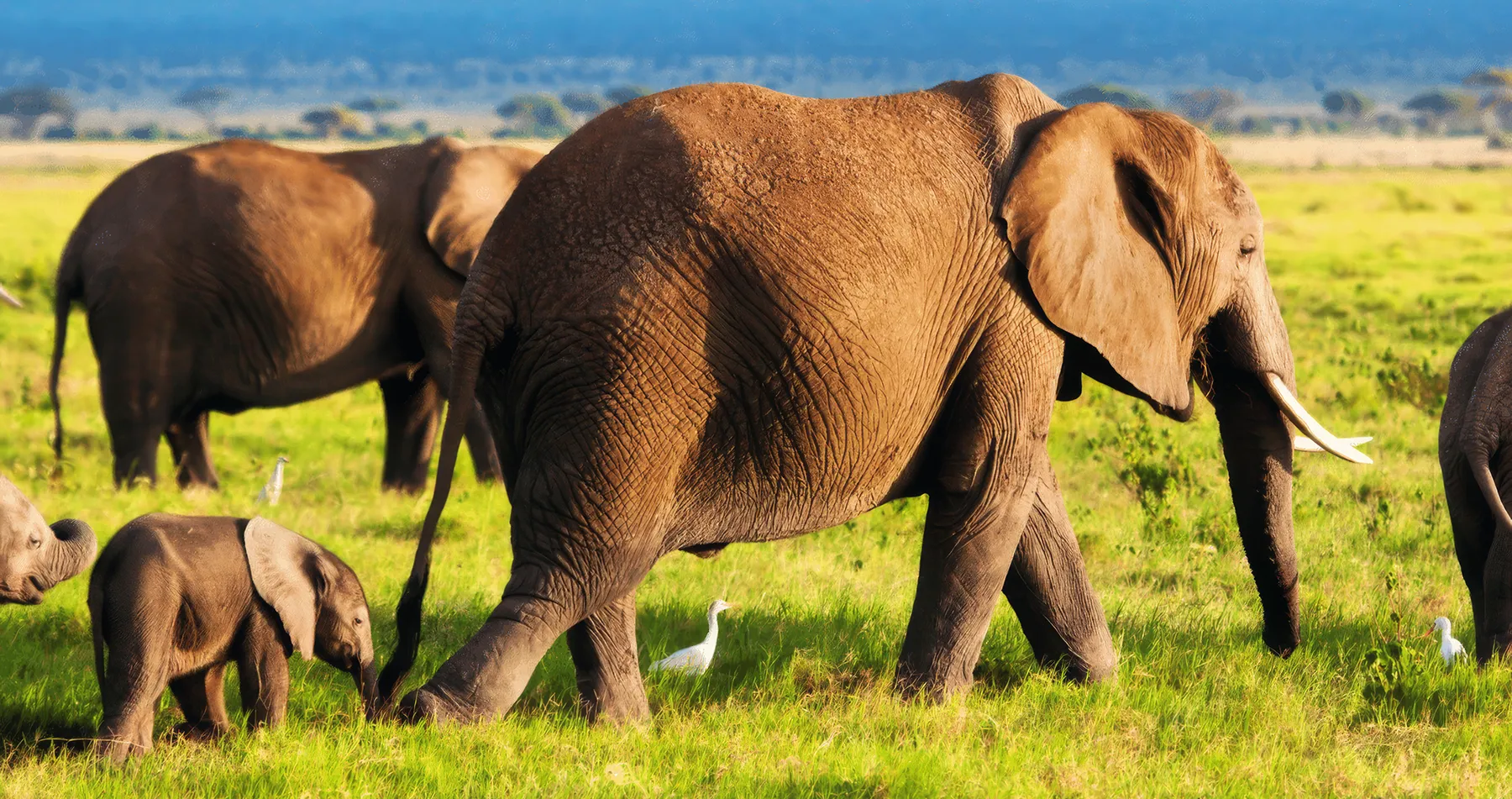 B Corp Adventure: Delivering Bee Fence Solutions to Kenyan Farmers