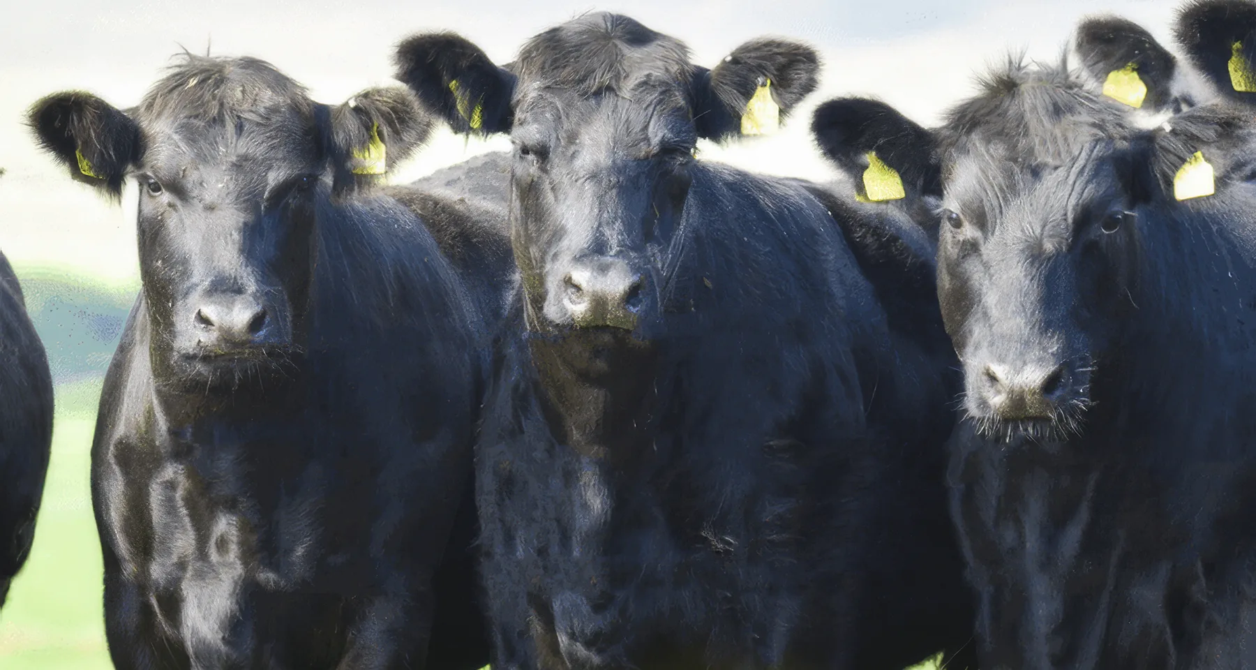 Pinstone adds leading cattle breed society to client list