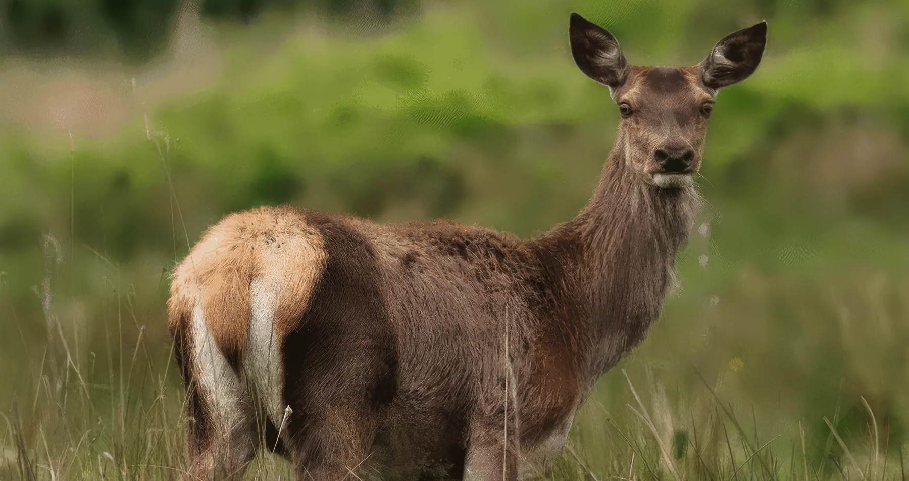 How to successfully communicate conservation messages