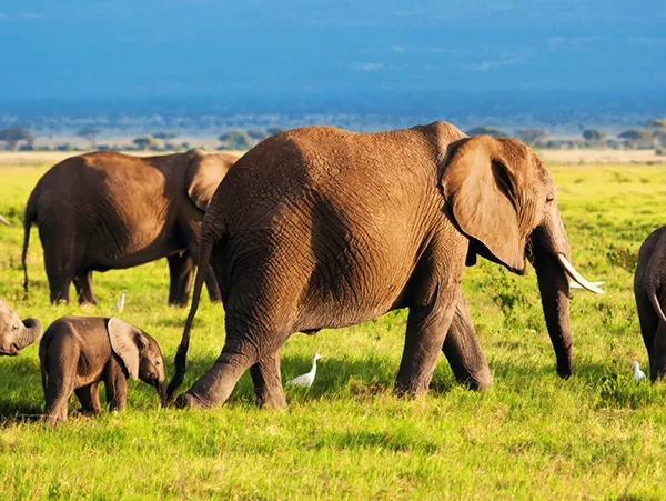 B Corp Adventure: Delivering Bee Fence Solutions to Kenyan Farmers