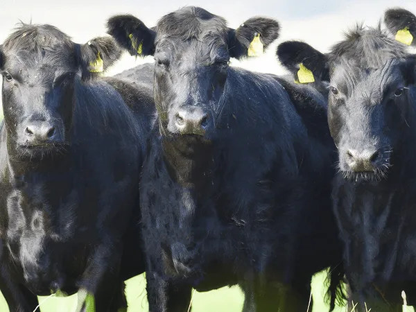 Pinstone adds leading cattle breed society to client list
