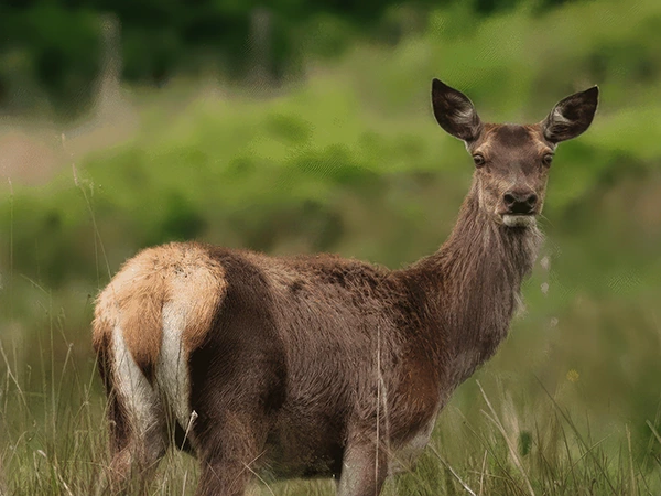 How to successfully communicate conservation messages