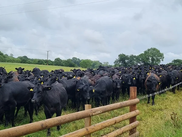 FAI Farms and McDonalds