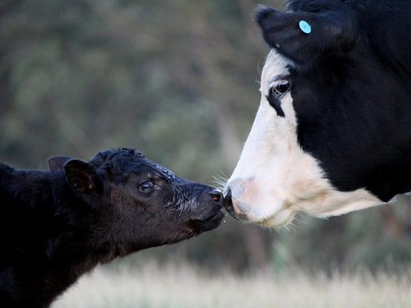 GB Calf Strategy 2025-2030