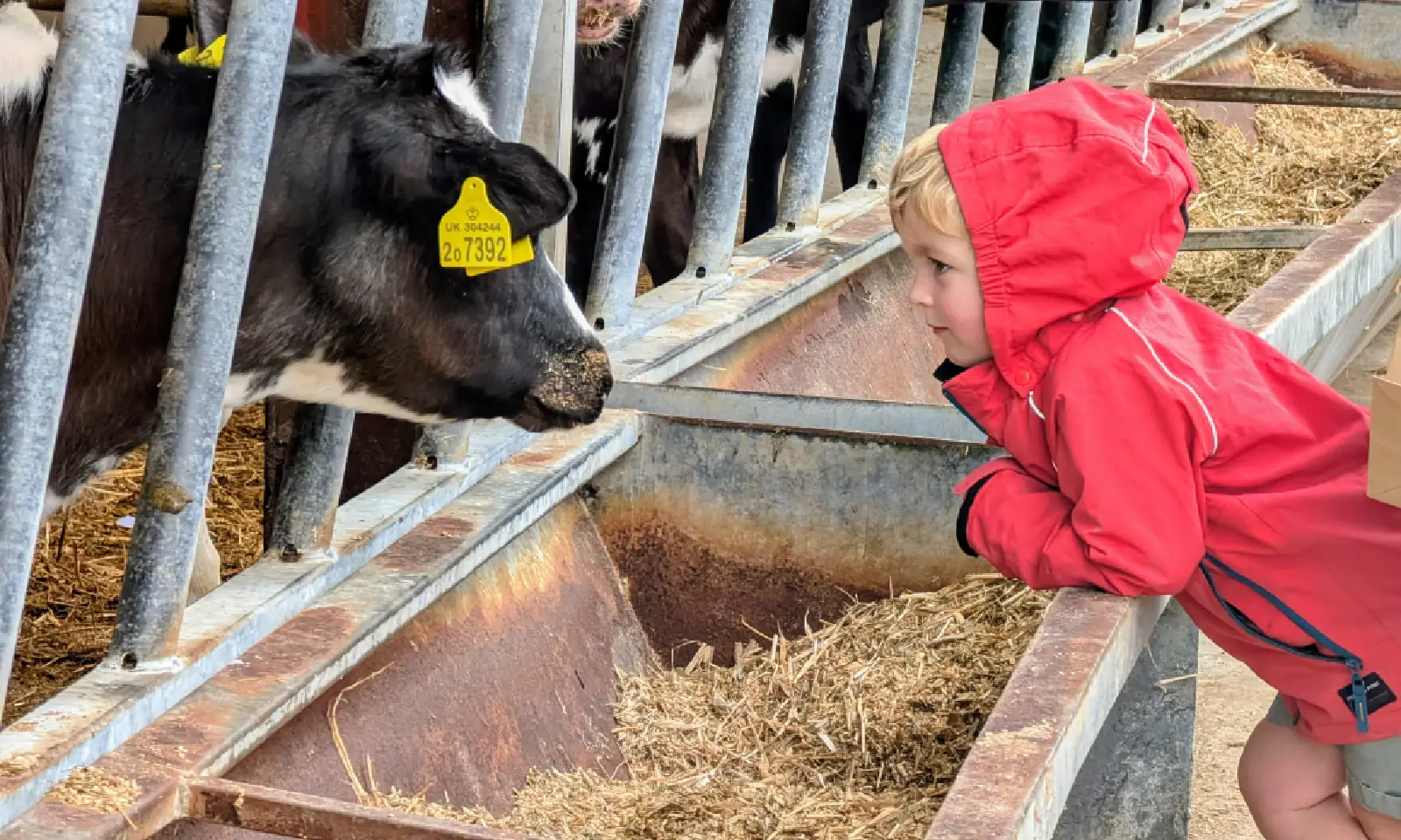 Child and calf at Open Farm Sunday 