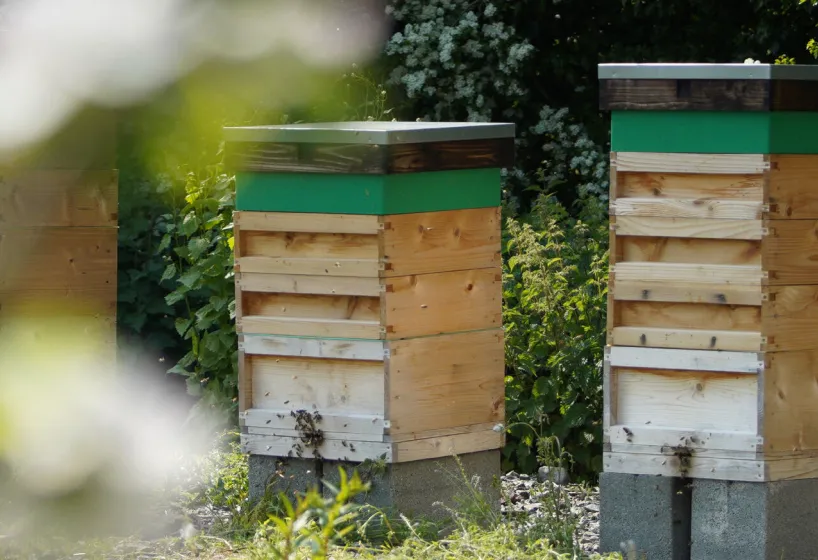 pollinators benefiting from pinstones investment in 7 acres of wildflower meadow