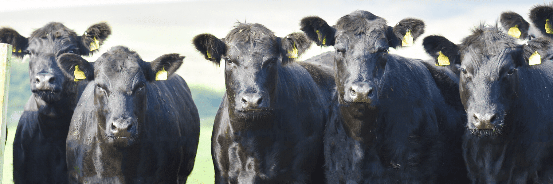 Aberdeen-Angus Cattle