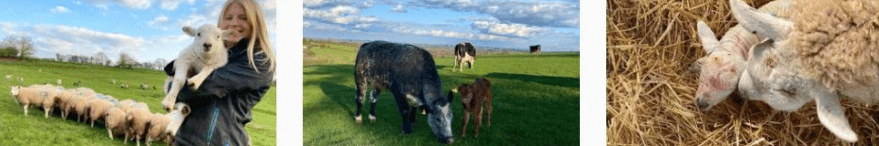 Farming-Life-of-Laura 2-1800x300