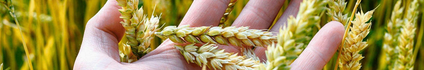 Crop in hand