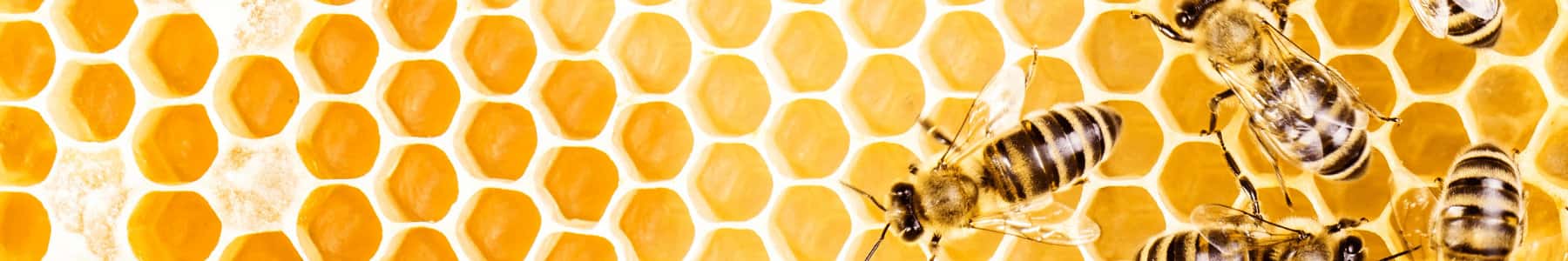 Bees