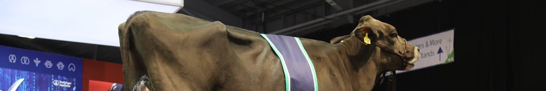 pinstone-uk-dairy-19-2