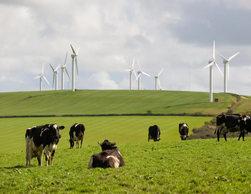 cowsmgrazing infront of wind generators