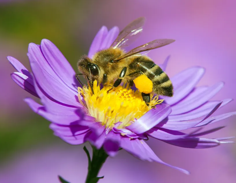 A happy bee on a flower signifying the environment