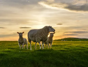 Sheep