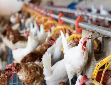 Poultry