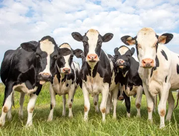 Dairy