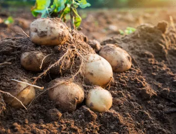 Potatoes