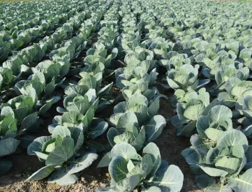 Field veg