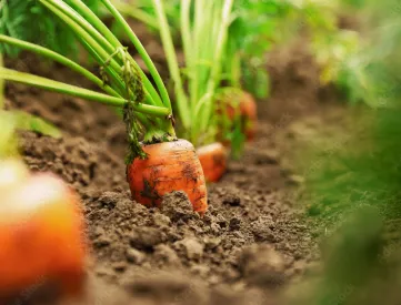 Root crops