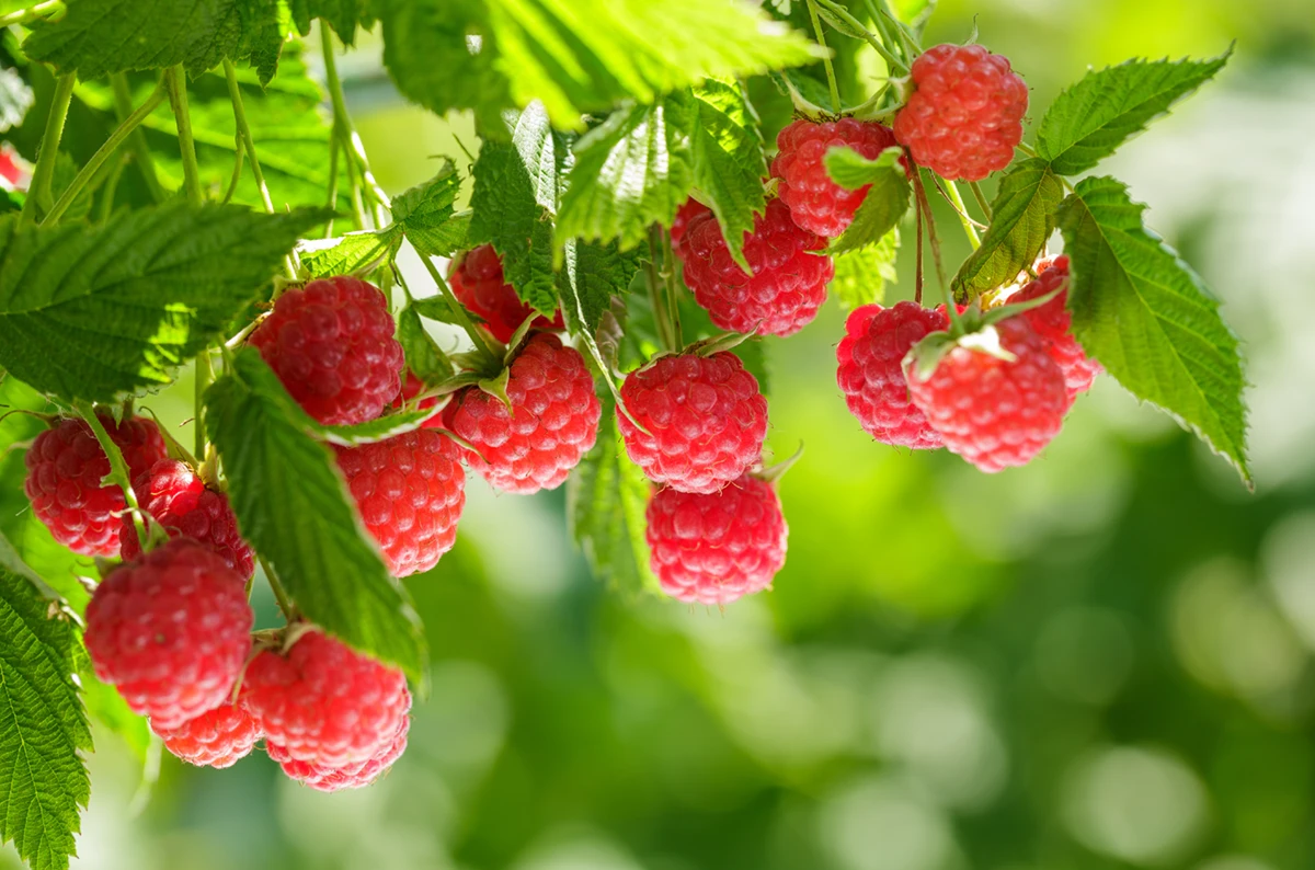 Soft fruit