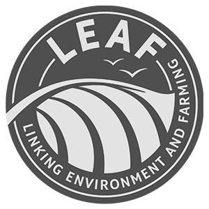 Leaf