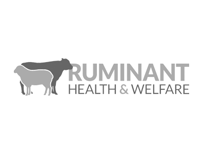 ruminant